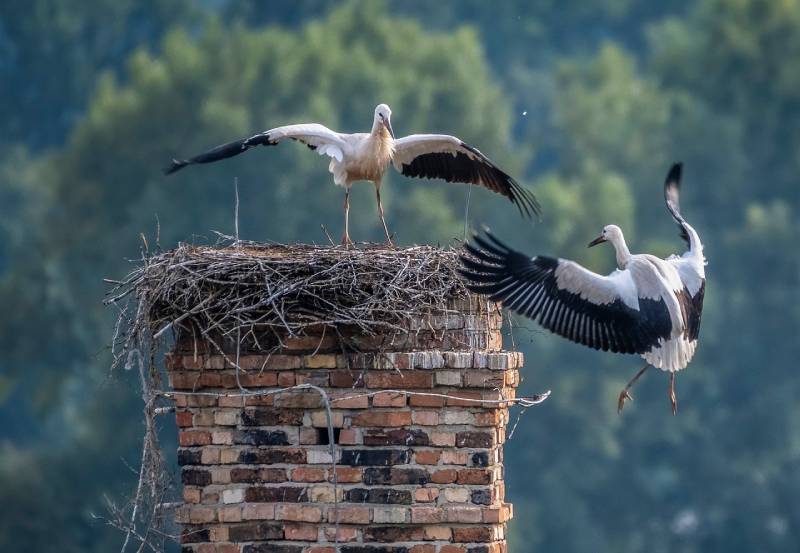 Professional Chimney Animal Removal Services in Southgate, Michigan