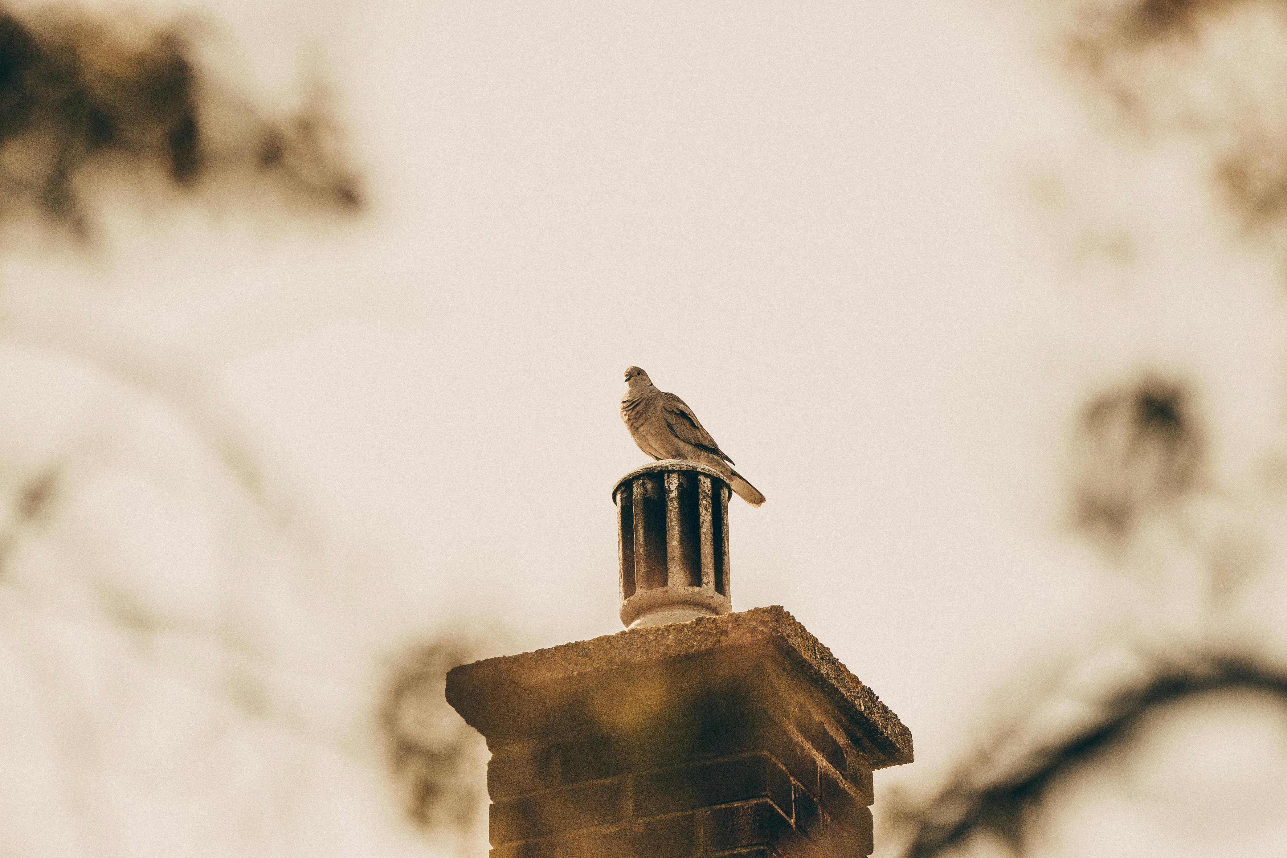 Professional Chimney Cap Installation Services in Southgate, MI Expert Chimney Cap Installation in Southgate, Michigan